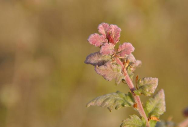 el_miracle_-_primavera_2014_07