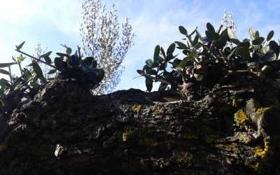 Construyendo Reino de Dios en el Baix Llobregat